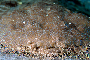 Close up and personal with my first wobbegong. Taken with... by Mona Dienhart 